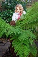 Protecting a Dicksonia antartica - Tree Fern by overing the crown with straw or hay