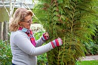 Protecting a Dicksonia antartica - Tree Fern by covering the crown with straw or hay then wrapping up the fronds