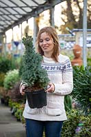 Choosing a conifer as an alternative Christmas tree. Picea glauca 'Sander's Blue'