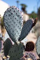 Opuntia santa rita - Prickly Pear - cactus