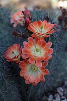 Echinocereus coccineus - Scarlet Hedgehog Cactus or Mexican Claret Cup