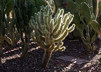 Cylindropuntia bigelovii - Teddy Bear Cholla Cactus - growing in gravel bed