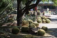 Echinocactus grusonii,  the golden barrel cactus, golden ball or mother-in-law's cushion in a border planting scheme, at the Desert Botanical Garden in Phoenix, Arizona.