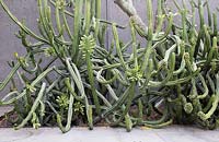 Euphorbia trigona.