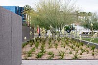 Border with Cercidium microphyllum 'Palo verde tree' and Yucca elata 'soaptree yucca' outside Phoenix Art Museum, Arizona.