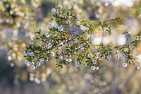 Laria tridentata - Creosote Bush or Greasewood