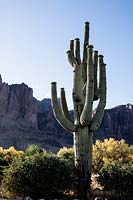 Mature Saguaro cactus, 'Carnegiea gigantea' Lost Dutchman State Park, Arizona.