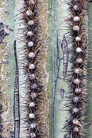 Trunk of Carnigiea gigantea 'Saguaro cactus' showing pattern of spines.