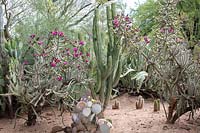 Private desert cactus garden with Cylindropuntia Imbricata 'Tree cholla, walking stick cholla', Stenocereus thurberi 'Organ pipe cactus' and Opuntia santa-rita 'prickly pear'. Arizona, US.