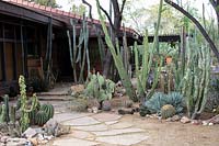 Private desert cactus garden with Pachycereus schottii, 'Senita', Pachycereus schottii var monstrose 'totem pole cactus', Opuntia spp. 'Prickly pear' Mammilaria spp., Ferocactus spp, Echinocerus spp and Agave spp.