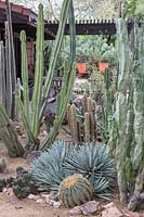 Private desert cactus garden with Pachycereus schottii, 'Senita' , Pachycereus schottii var monstrose 'totem pole cactus', Opuntia spp. 'Prickly pear', and Agave spp.