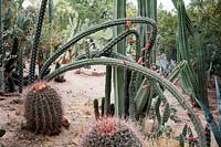 Private desert cactus garden with cacti including flowering Stenocereus alamosensis - Octopus Cactus and Ferocactus - Barrel Cactus