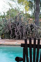 View across swimming pool to private desert cactus garden with cacti including Stenocereus alamosensis - Octopus Cactus