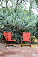 Pair of vintage patio chairs in front of bed of Opuntia and Ferocatus 
