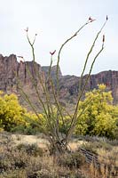 Desert landscape with Fouquieria splendens  - Ocatillo and Cercidium microphyllum - Foothill Palo Verde Tree - against a backdrop of mountains