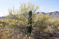 Desert landscape with Cercidium microphyllum - Foothill Palo Verde Tree - acting as a nurse plant to a young Carnegiae gigantea - Saguaro Cactus