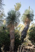 Yucca elata - Soaptree Yucca in flower in desert landscape