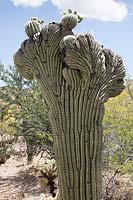 Crested or cristate Carnegiea gigantea - Saguaro Cactus - in desert landscape