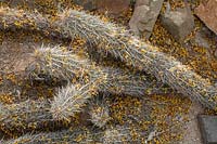 Stenocereus eruca  - Creeping Devil - the spent blossoms of Cercidium microphyllum - Palo Verde Tree - are spread across the surface of the cactus