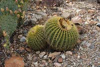 Echinocactus grusonii  - Golden Barrel Cactus - growing in gravel