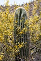 Desert upland with young Carnegiea gigantea  - Saguaro Cactus - emerging from the protective shade of Cercidium microphyllum  -Foothills Palo Verde Tree