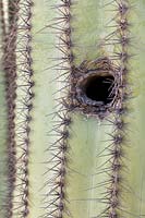 Bird nesting hole in trunk of Carnegiea gigantea  - Saguaro Cactus
