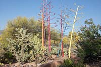 Private desert cactus and succulent garden featuring Agave, Yucca and Cacti. The flowering spikes of the Agave parryi have been painted bright colours.