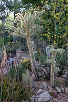 Private desert cactus and succulent garden with: Ferocactus - Barrel Cactus, Opuntia bigelovia - Teddy Bear Cholla and Echinoceros - Hedgehog Cactus