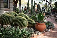 Private desert cactus garden with Ferocactus and other cacti, Agaves and aloes. Many of the plants here are rescue plants from state and commercial infrastructure projects.