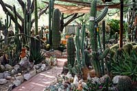 Shaded area in private desert cactus garden with Carnegiea gigantea 'Saguaro cactus', Pachycereus schottii 'Senita or Garunmullo', Ferrocactus and many more. Many of the cactii and succulents seen here are rescue plants from state and commercial infrastructure  projects.