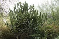 Ploaskia chichipe 'Chichipe cactus', Tohono Chul Botanica Gardens, Tucson, Arizona, US.