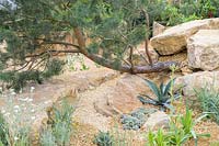 Drought-tolerant planting of Pinus, Agave, Santolina and Lychnis coronaria 'Albai' in The Thames Water Flourishing Future Garden - RHS Hampton Court Palace Garden Festival 2019 