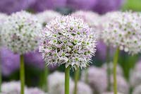 Allium decipiens - Ornamental onion