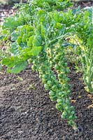 Brussel Sprout 'Trafalgar' ready to harvest