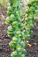 Brussel Sprout 'Trafalgar' ready to harvest. 
