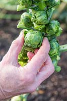 Woman picking Brussel Sprouts 'Trafalgar' from stalk. 