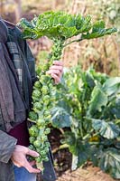 Woman holding a harvested stalk of Brussel Sprouts 'Trafalgar'. 