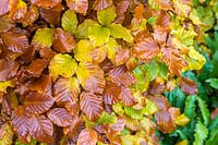Fagus sylvatica - Beech hedge in Autumn. 