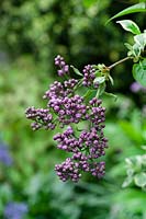 Syringa vulgaris 'Firmament' - Lilac 'Firmament'