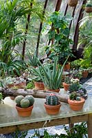 Cacti and succulent plants in pots in greenhouse. 