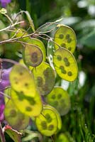 Lunaria annua - Honesty seedpods in summer.