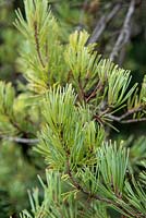Pinus sylvestris 'Aurea' - Scots Pine.
