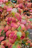 Viburnum carlesii 'Aurora' with autumnal foliage