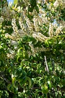 Prunus laurocerasus 'Camelliifolia' - Twisted Laurel