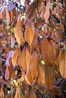 Damages of Verticillium wilt fungus on Cherry laurel hedge