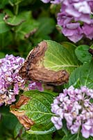 Damage on Hydrangea macrophylla 'Blaumeise' due to drought and heat