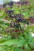 Sambucus nigra - Elderberry