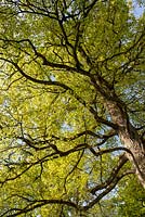 Quercus pedunculata - Oak tree