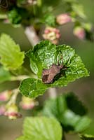 Picromerus bidens - Shield Bug on Blackcurrant leaf