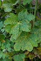 Puccinia malvacearum - Hollyhock rust on Alcea rosea
